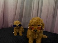 Teacup Maltipoo 