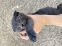 Scottish Fold çocuklar yuva arıyor