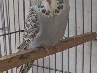 Üst düzey şov muhabbet kuşu yavrular