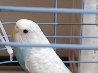 Yetişkinliğe Adım Atan Muhabbet Kuşu Kızımız Maviş