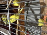 Limon sarısı jumbo kırmızı gözlü muhabbet kuşlarım