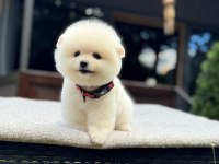 Orjinal Pomeranian Boo 