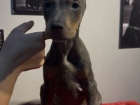 Baba Albino Egzotik Blue Renk Doberman Yavrular