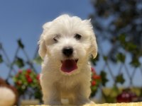 Harika Güzellikte Maltese Terrier Yavrular
