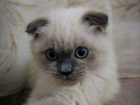 Scottish fold blue point (orijinal) 1 yaşında