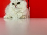 British LongHair Saf-Kan Zümrüt Gözler