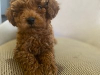 Toy Poodle Yavrularımız Ömürlük Aileleri Bekliyor