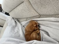4 aylık minik köpeğimizi sahiplendiriyoruz