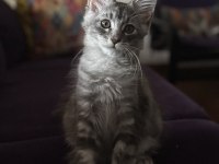 Safkan Maine Coon