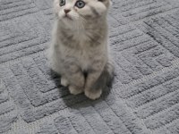 Scottish fold ve british shorthair 2 aylık yavrular..