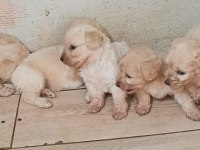 White terrier bebekler tatlımı tatlı