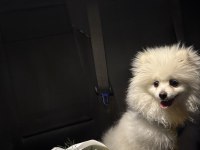Pomeranian yavrumuz pamuğa yeni aile arıyoruz