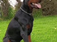A SECERE SAFKAN DOBERMAN YAVRULAR