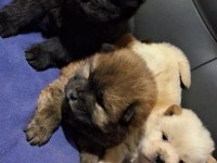Rengarenk Chow Chow Bebekler