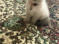 Scottish Fold Blue Point