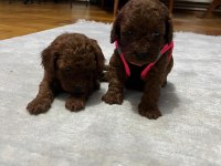 Toy Poodle Köpeğimiz