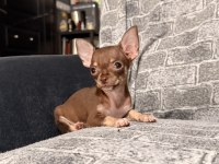 KG GARANTİLİ TEACUP CHİHUAHUA BEBEKLER