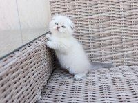 British shorthair ve scottish fold