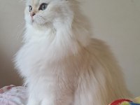 Full şecereli british longhair yetişkin dişi