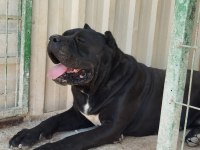 Çiftliğimizden cane corso yavrularımız