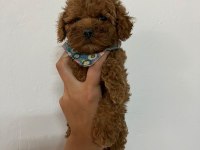 Toy poodle 2 aylık köpeğimiz