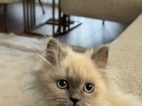 British Longhair Sevimli Kedimiz
