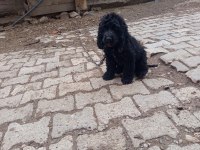 Toy poodle köpeği siyah