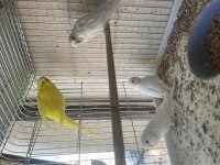 Yavru Alınan Albino Lutino Muhabbet Kuşu Çifti