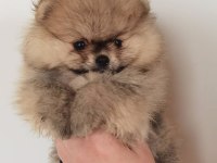 Sevimli Pomeranian Yavruları