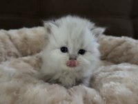 British Longhair Bebekler