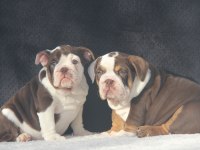 EGZOTİC İNGİLİZ BULDOG YAVRULAR