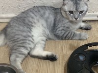 Scottish fold