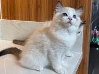 SECERELİ ANNE VE BABADAN SAFKAN RAGDOLL YAVRULAR