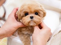 Seker Kivaminda Cok Ozel Toy Poodle Bebeklerimiz