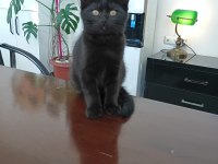 Sevimli melez yavru kediler