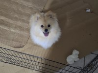 6 Aylık Yavru Erkek Pomeranian