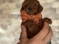 MİNİK KALAN TOY POODLE RED BROWN RENK
