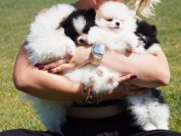 Tea Cup ORJİNAL Toy Poodle Yavrularımız