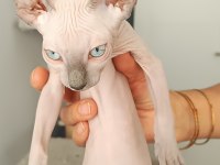 Sphynx yavru kedimiz