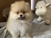 2.5 Aylık Aşıları Yapılmış Üst Kalite Pomeranian Köpekler