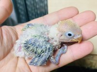 CENNET PAPAĞANI YAVRUMUZ (ÜST MUTASYON)