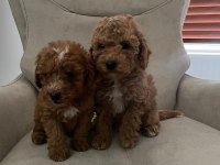 Ankara'da uygun toy poodle kendi bebeklerimiz