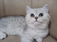 Teslime Hazır Dişi British Shorthair Yavrumuz