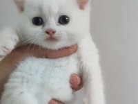 Farklı Cins Kediler Vardır