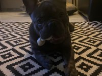 1 Yaşında Blue Egzotik French Bulldog