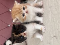Exotic shorthair yavrular