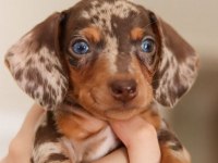 EGZOTİK NADİR DACHSHUND BEBEKLERİMİZ AŞILI