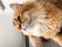 British Longhair 3 Yaşında