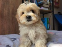 Maltipoo yavrularımız