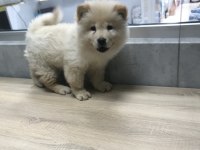 Chow Chow yavrularımız aşılı kimlikli teslim
